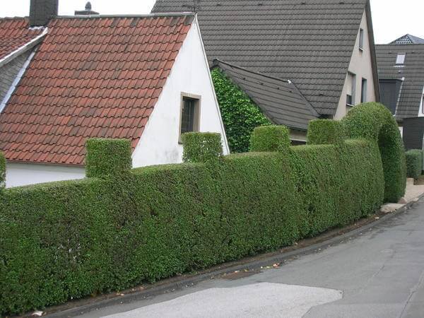 Немецкий сад: практично и малозатратно