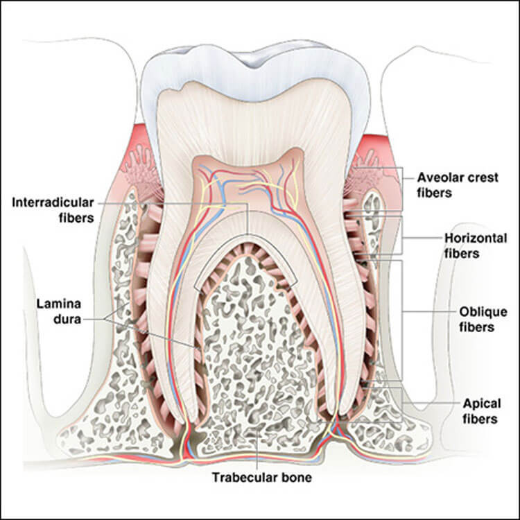 Как сохранить здоровье зубов: 8 советов восточной медицины