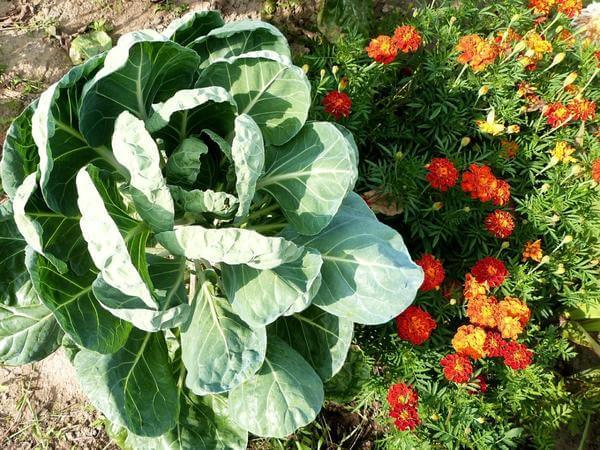 10 советов по экологическому садоводству