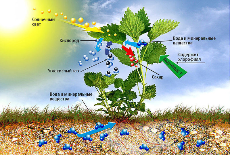 Сможет ли искусственный фотосинтез стать альтернативой солнечным панелям?