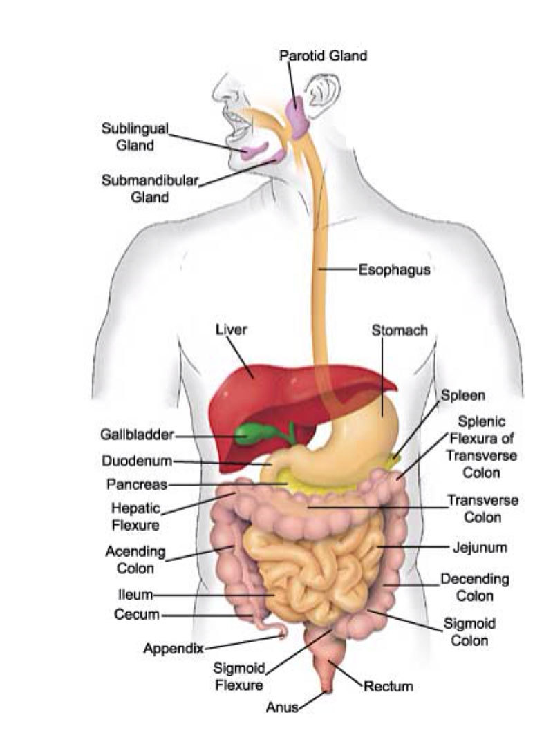 Анатомия и физиология пищеварительной системы