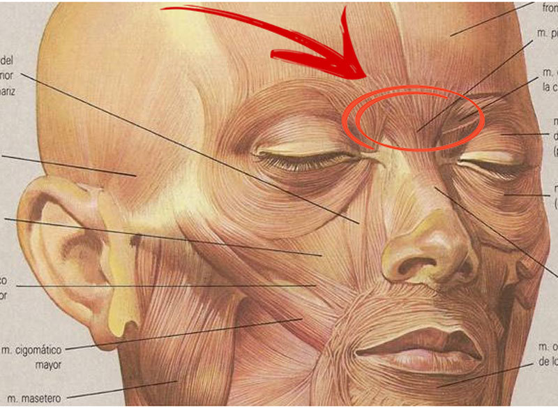 Ткани лба. Складки лица анатомия. Мышцы лица и морщины. Мимические складки лица анатомия. Морщины анатомия.