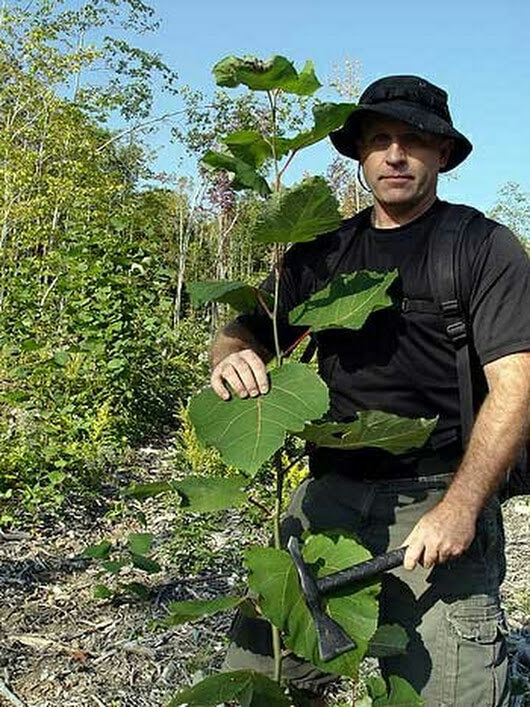 Природный аспирин: НАТУРАЛЬНОЕ БОЛЕУТОЛЯЮЩЕЕ