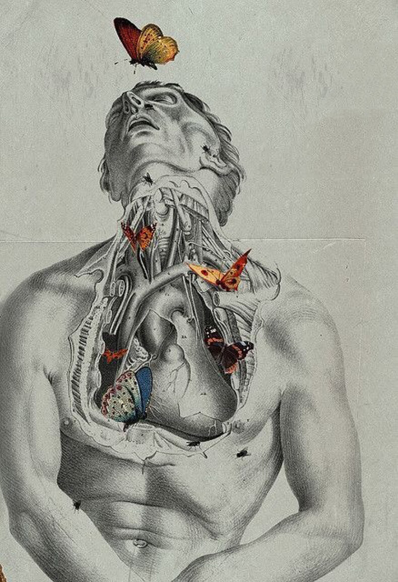 Анатомия человека искусство