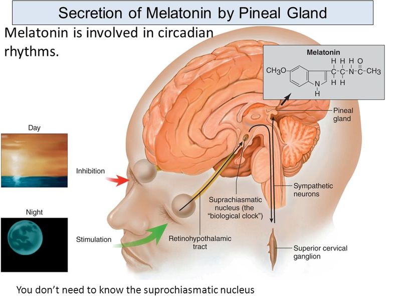 content Secretion of Melatonin by Pineal Gland