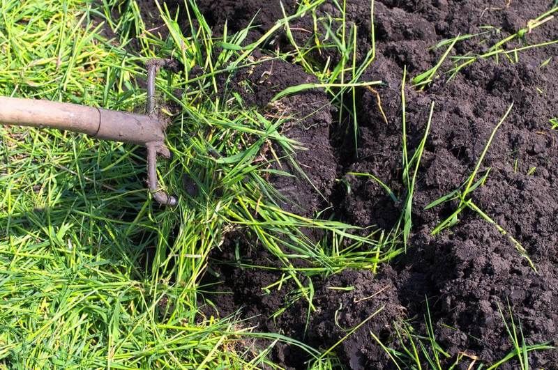 Органическое земледелие: Как восстановить плодородие почвы