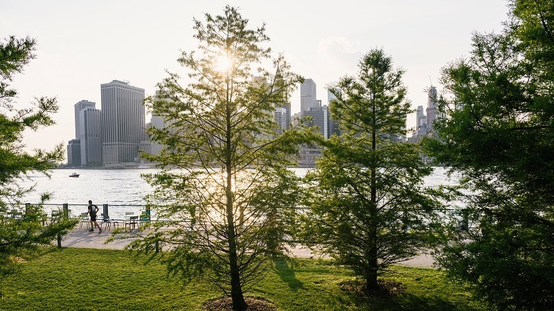 Деревья в городах могут улавливать столько же углерода, как тропический лес