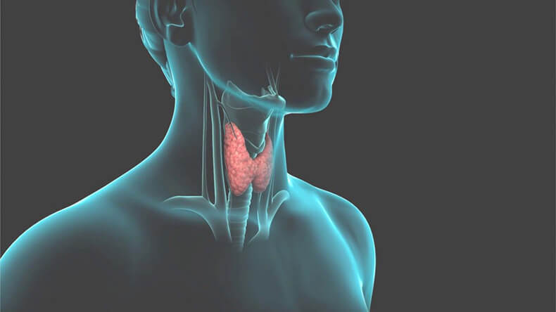 Гормоны щитовидной железы вред и польза thumbnail