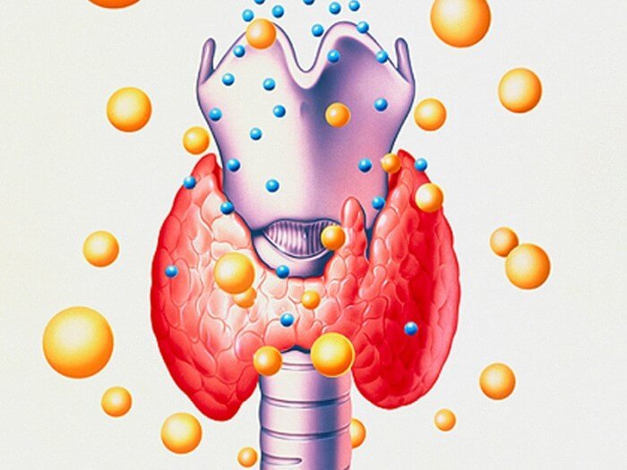 Гормоны щитовидной железы картинки