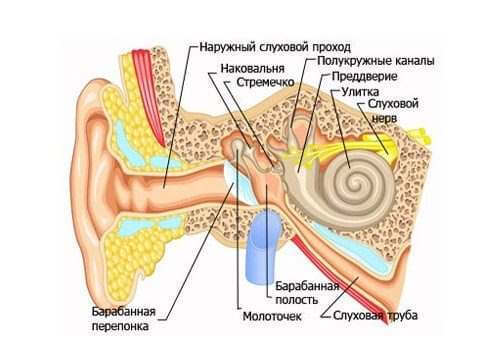 Гимнастика для продувания слуховой трубы