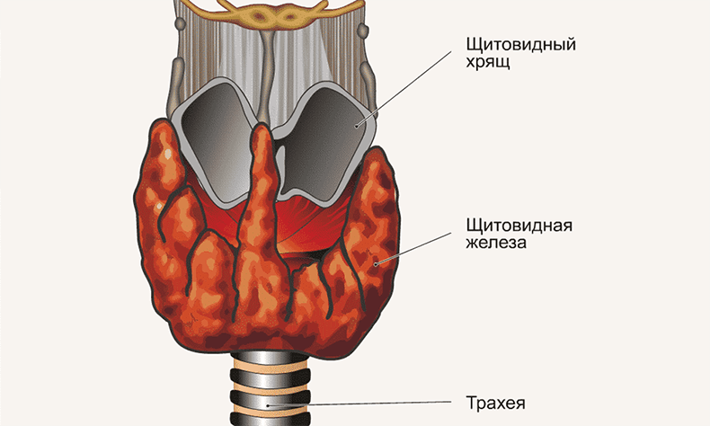 Как нормализовать гормон щитовидной железы thumbnail