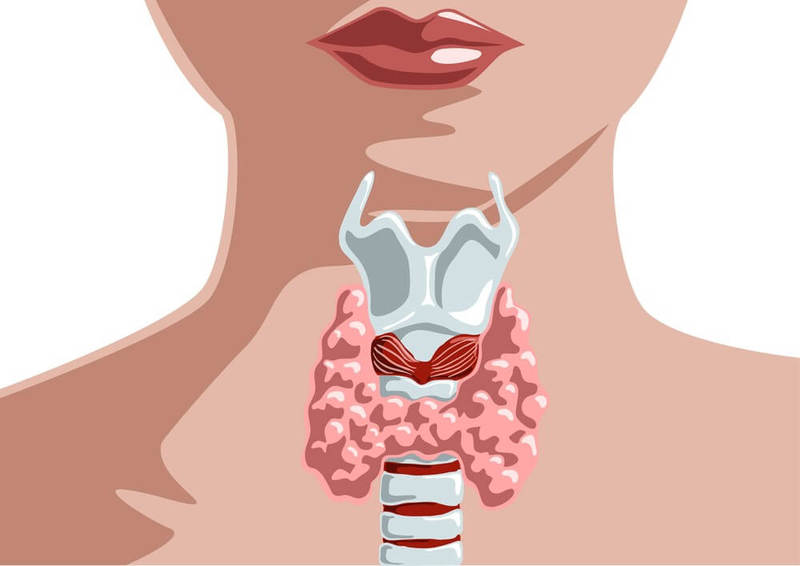 Щитовидная железа: 4 пищевые привычки, которые полезны для её здоровья