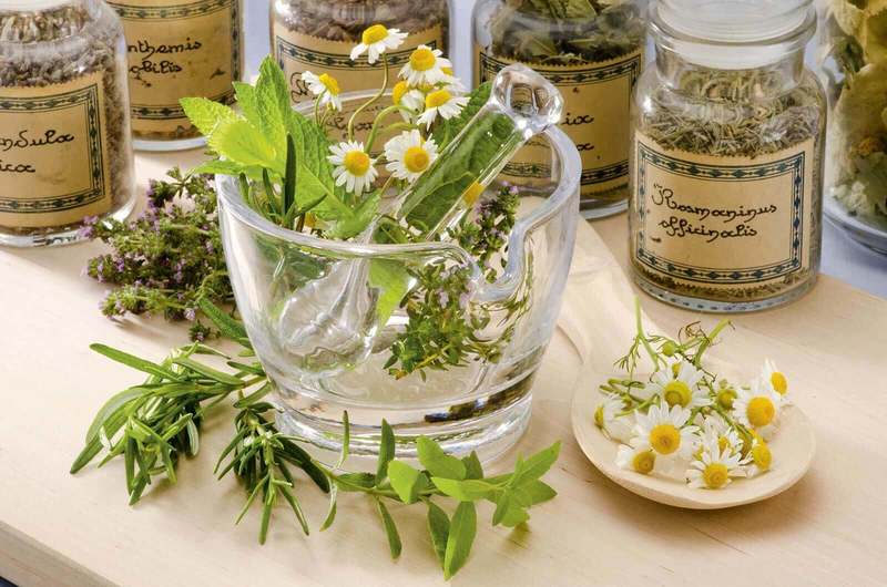 7 недооцененных лекарственных растений