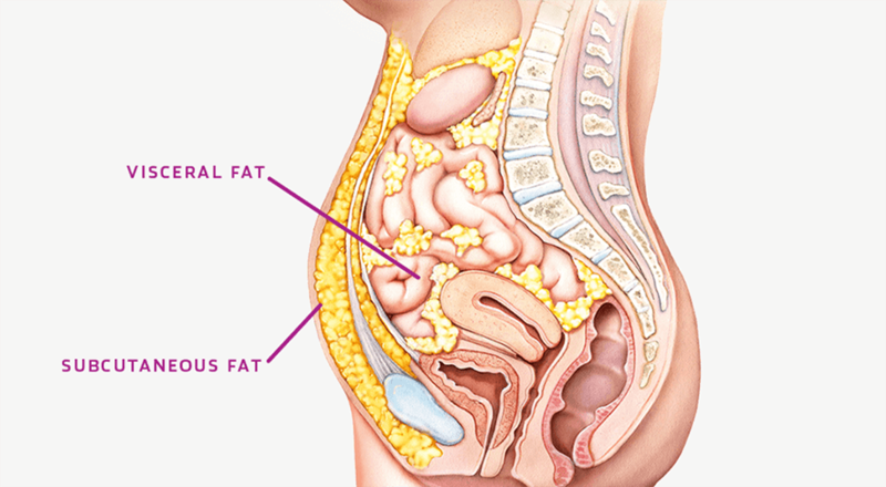 Как называется жир на животе. Различные типы жира в организме. Что такое висцеральный жир