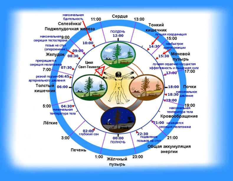 Орган времени. Циркадные ритмы человека по часам схема. Суточные биоритмы человека по часам. Суточный цикл работы органов человека. Биологические часы внутренних органов человека таблица.