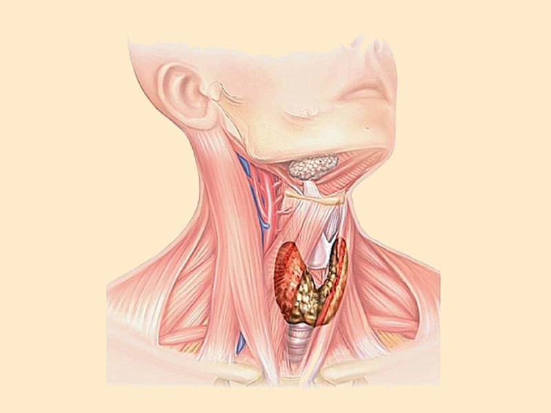 Как улучшить функционирование щитовидной железы