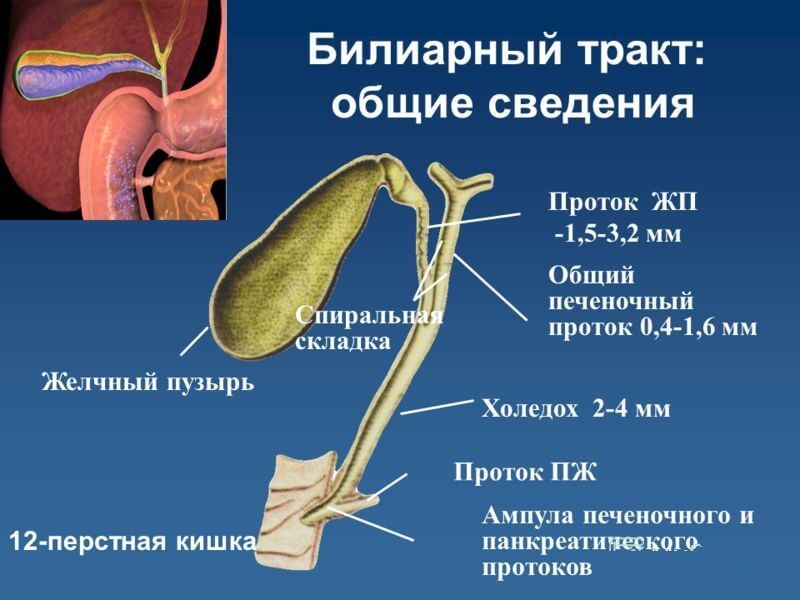 Желчный пузырь: Первые симптомызаболевания