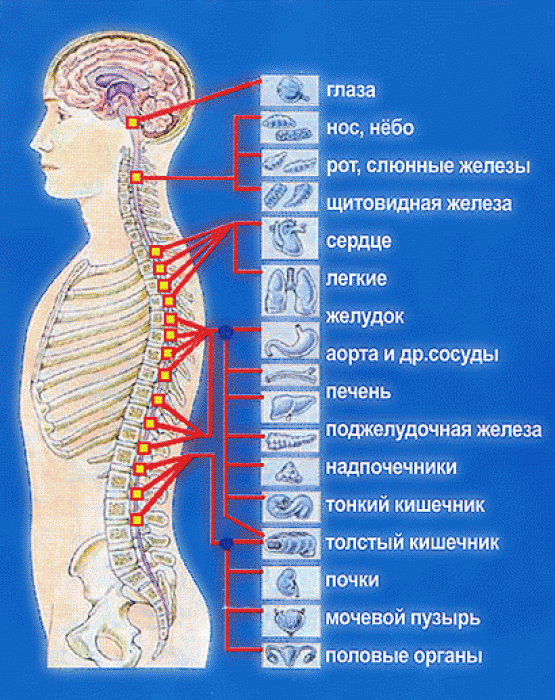 Как выглядит позвоночник человека фото