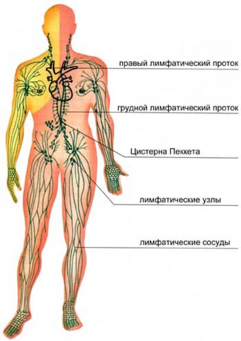 Схема лимфатической системы в теле человека