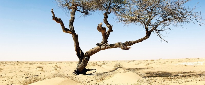 Возобновляемые источники энергии способны «озеленить» Сахару