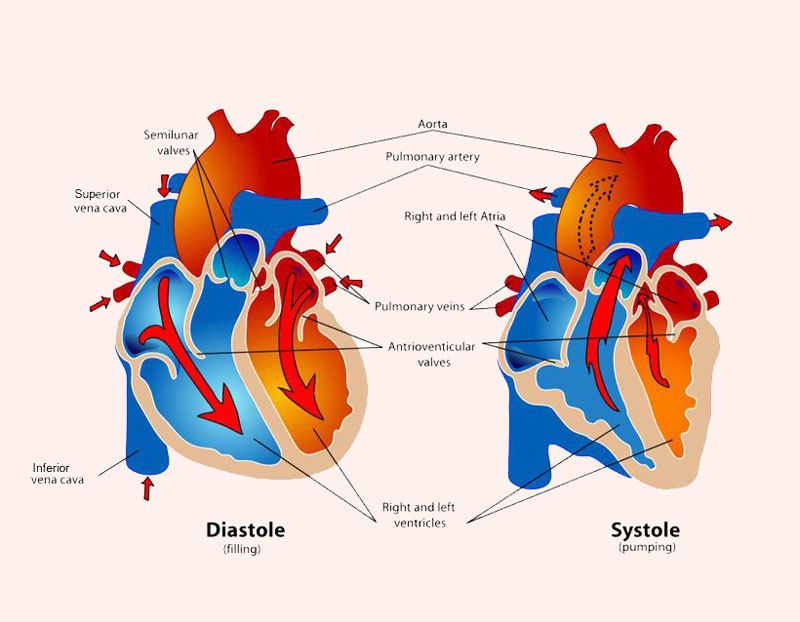 Изображение - Таблица артериального давления человека content_blood-pressure-