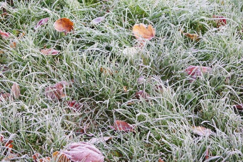 Как сохранить газон зимой: Готовим газон к холодам