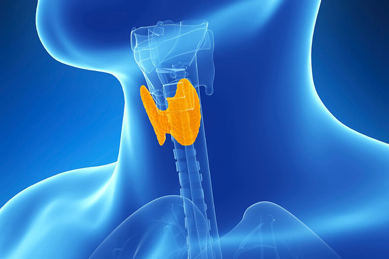 Щитовидная железа: Как и чем восполнить недостаток йода в организме