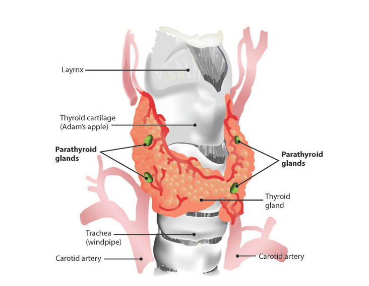 Щитовидная железа: упражнения, которые лечат