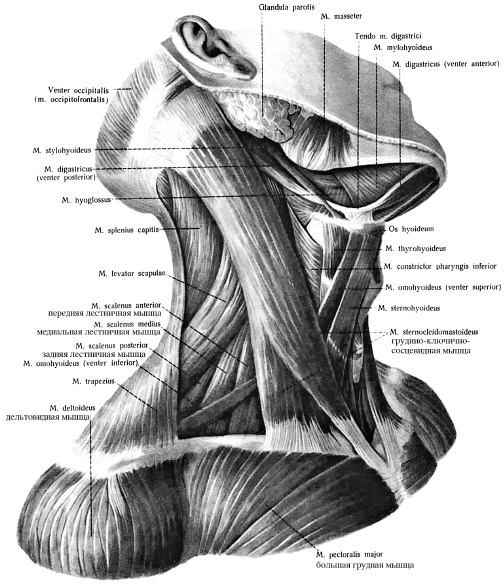 Мышцы шеи с подписями рисунок