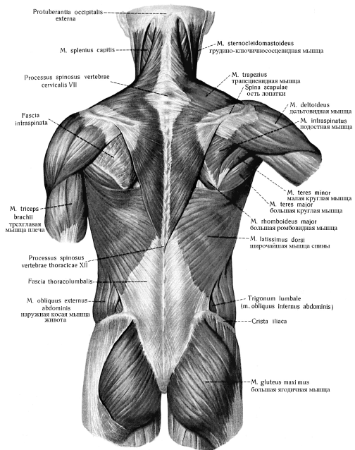 Упражнения для растяжения мышц спины, шеи и ног