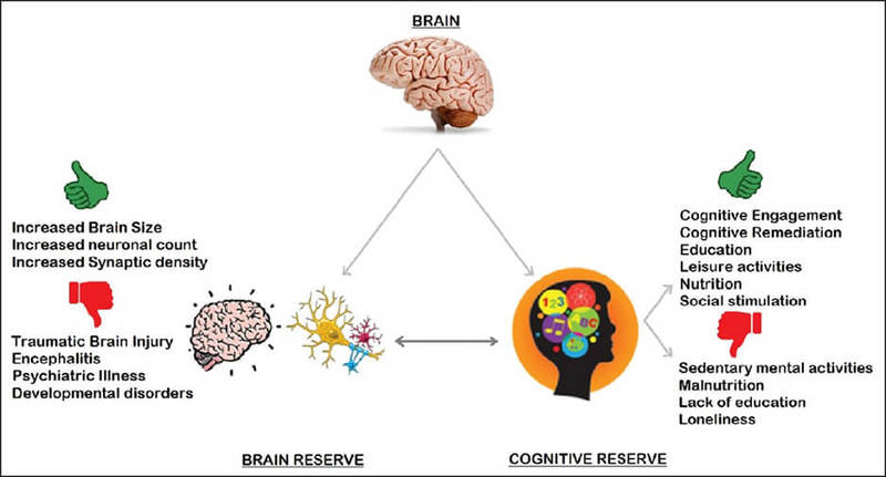 Старение мозга: Чем больше у вас интеллектуальной нагрузки, тем выше ваша защита от старения мозга!