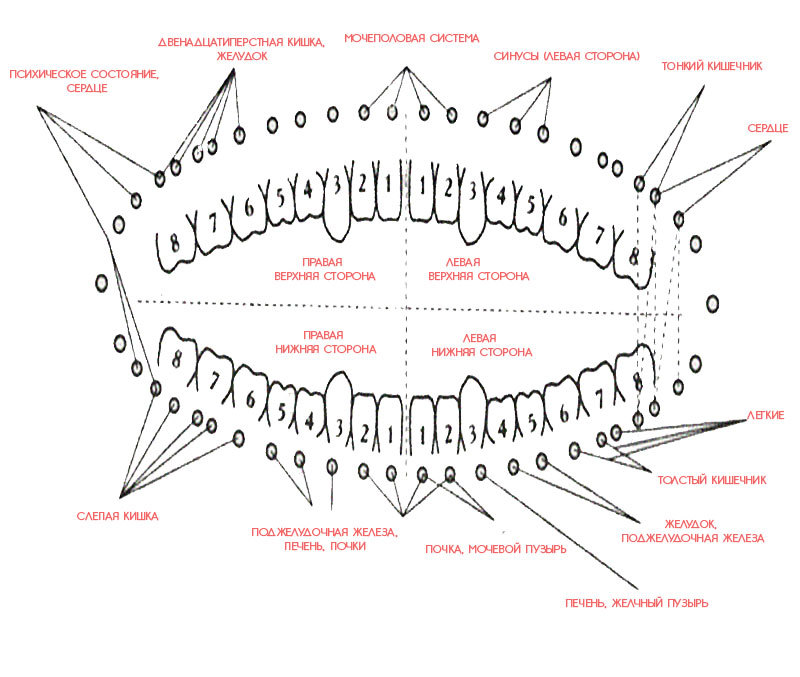 Связь зубов и внутренних органов схема