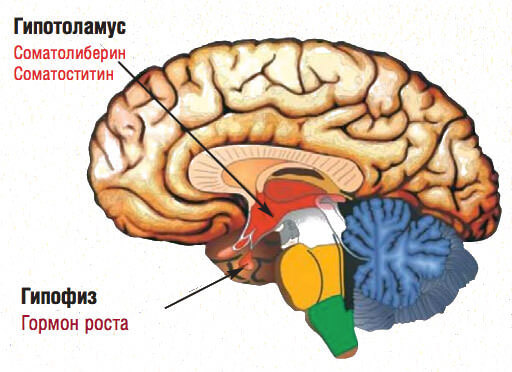 Гормон роста картинки