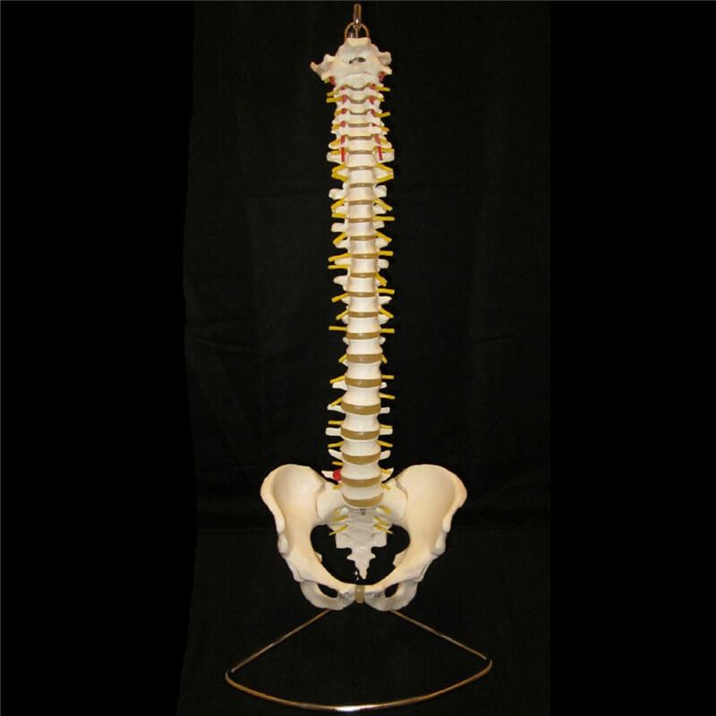 Sănătatea coloanei vertebrale: exerciții pentru prevenire și tratament