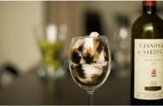 Фотографии, которые  доказывают, что коты, на самом деле — жидкость