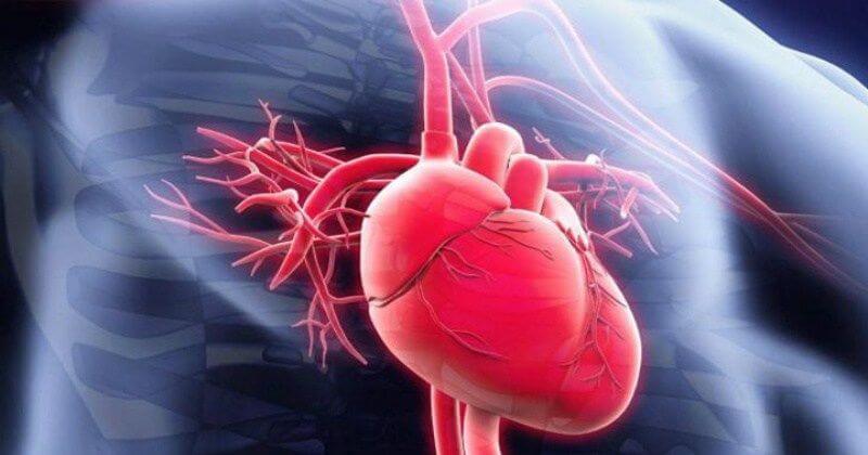 Если хотите иметь здоровое сердце, нужно отрегулировать работу органов пищеварения