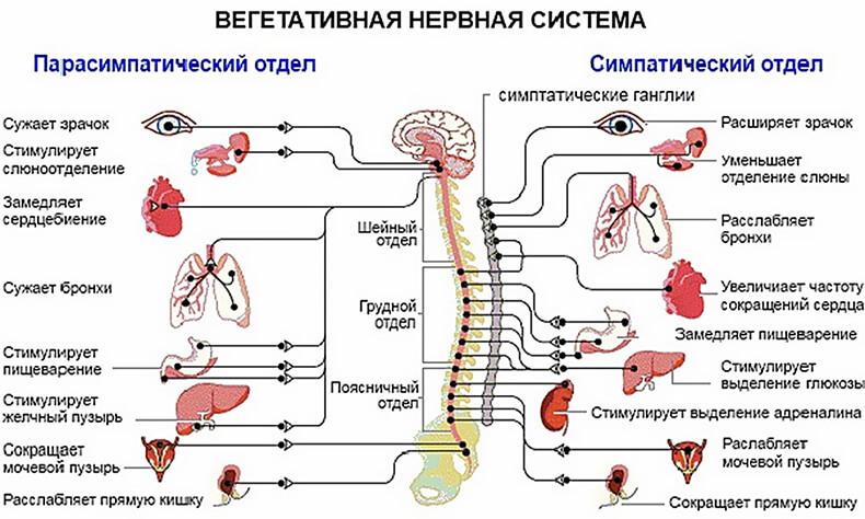 Рисунок блуждающий нерв