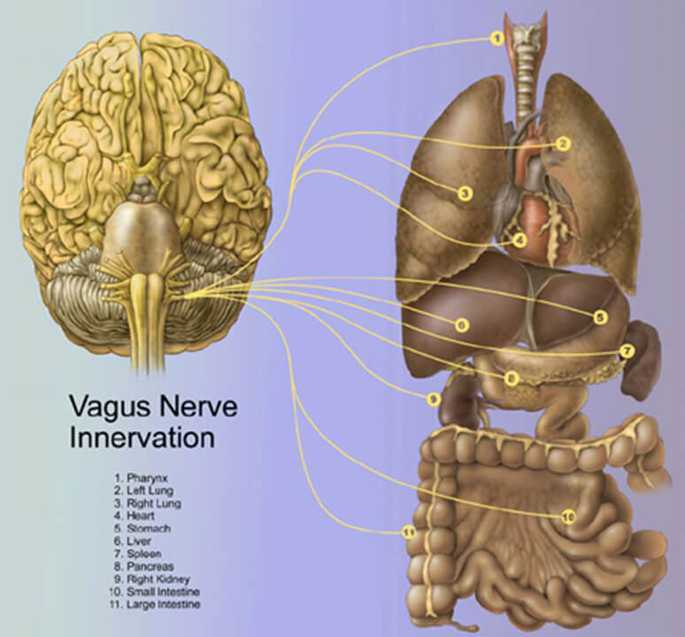 Блуждающий нерв: ВАЖНЫЙ вагус