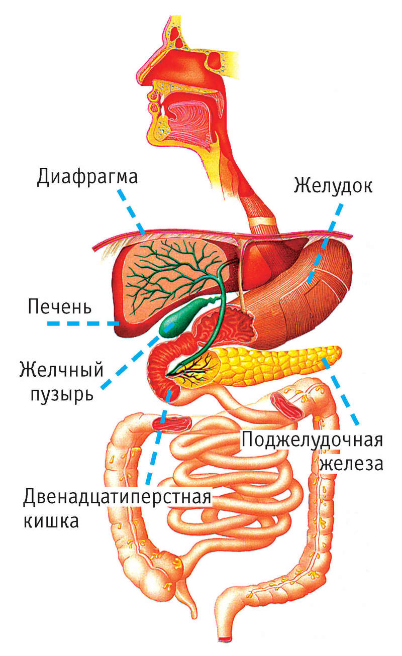 Печень и желчный пузырь: Не бывает так, чтобы печень была здорова, а желчный пузырь болел