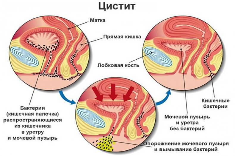 Влияние эфирных масел на организм собак и кошек - ветклиника 