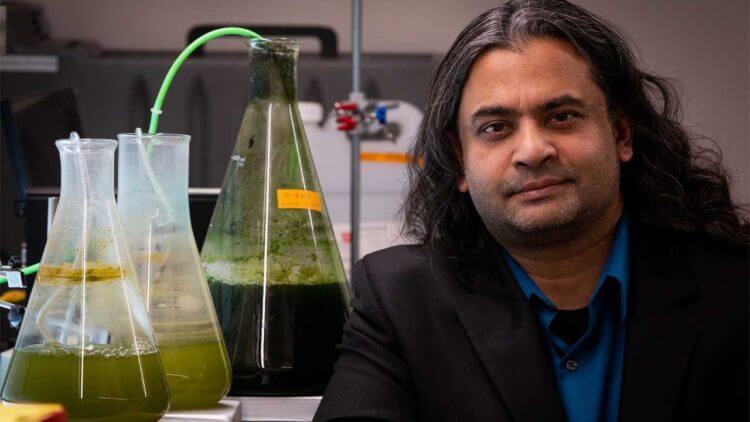 Инженеры разрабатывают быстрый метод преобразования водорослей в биотопливо