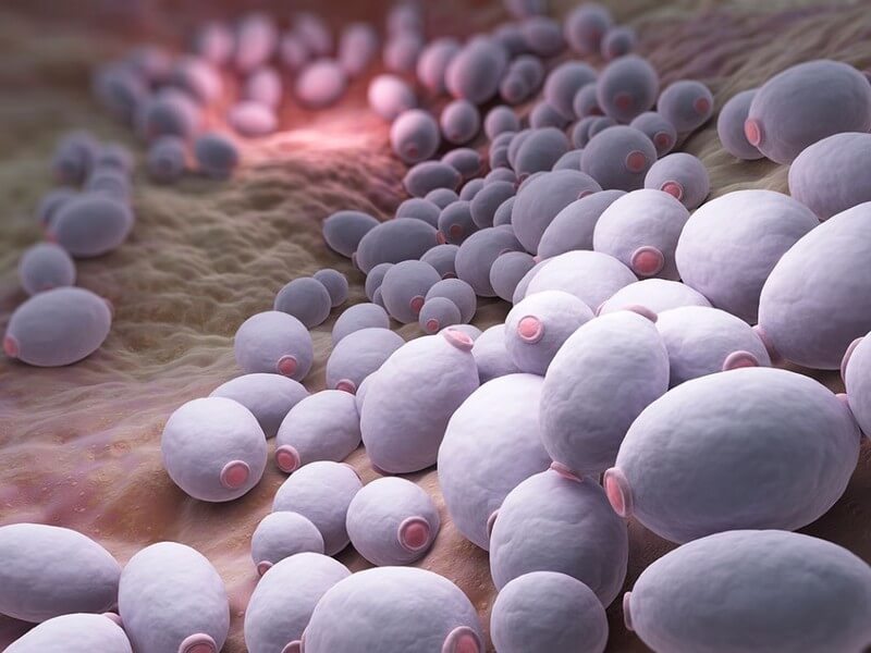 Дрожжевая инфекция: Не пропустите признаки избыточного роста Candida