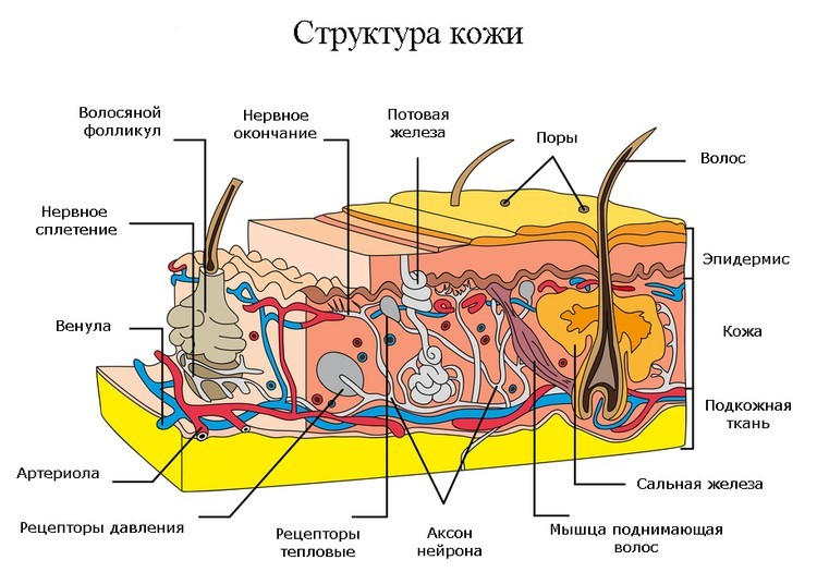 Омолаживающая гимнастика в кровати комплекс от сэнфорда беннета