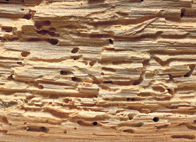 Как спасти деревянный дом от жука-древоточца: советы специалиста 