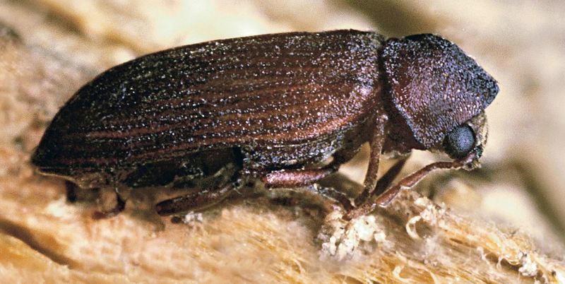 Как спасти деревянный дом от жука-древоточца: советы специалиста 