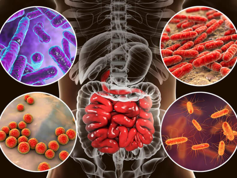 Что такое кишечный микробиом и на что он влияет?