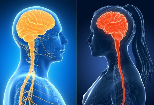 Женский мозг и мужской мозг: Мы принадлежим к двум разным 