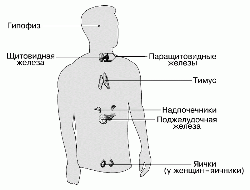 Где находится щитовидка у мужчин схема симптомы