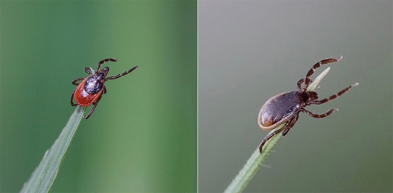 Иксодовый клещ фото самка и самец