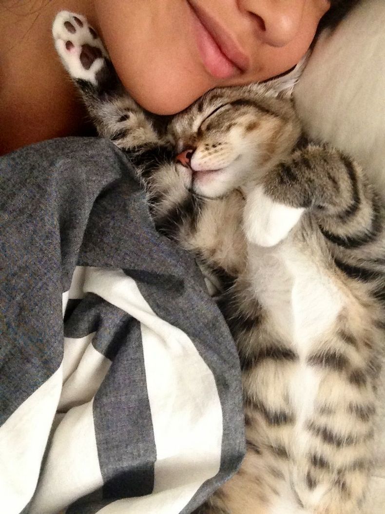 кошка спит с хозяином в кровати